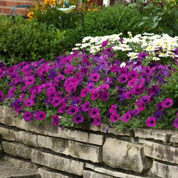 Petunia - Easy Wave - Easy Wave Violet