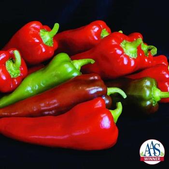 Pepper - Sweet Non-Bell - Carmen
