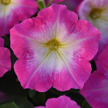 Petunia - Madness® Rose Morn 