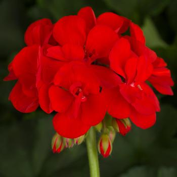 Geranium - Zonal - Americana Dark Red