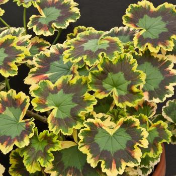 Geranium - Exotic - Mrs. Pollack