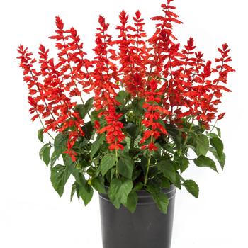 Salvia splendens - Grandstand Candy Apple 