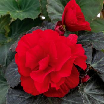 Begonia x tuberhybrida - Nonstop® Mocca Deep Red