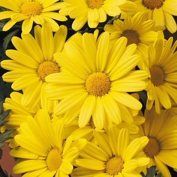 Argyranthemum - Butterfly