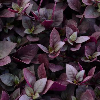 Alternanthera - Purple Prince