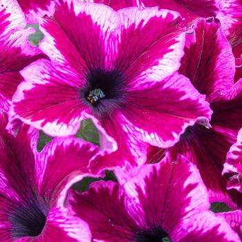 Petunia - Premium - Crazytunia Cosmic Pink