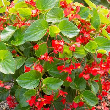Begonia x benariensis - Whopper® 'Red with Green Leaf' Begonia