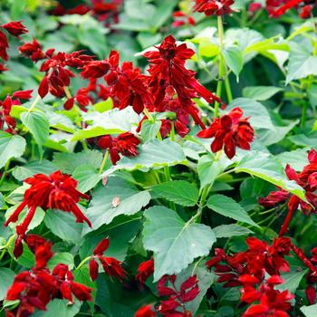 Salvia splendens - Saucy™ Red