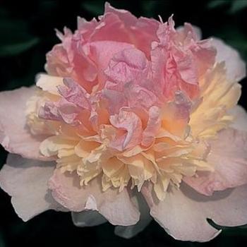 Paeonia Lactiflora - Raspberry Sundae