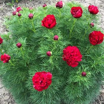 Paeonia tenuifolia - Fern Leaf Peony
