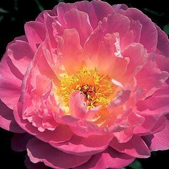 Paeonia lactiflora - Pink Delight