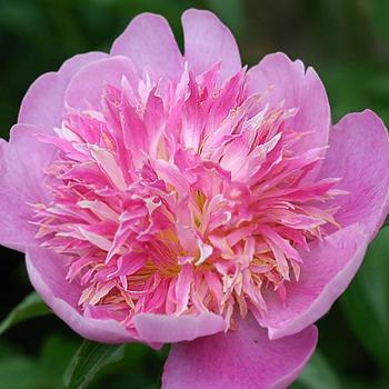 Paeonia lactiflora - Heidi