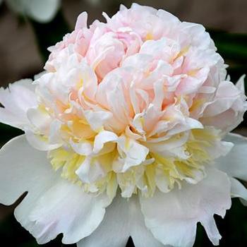 Paeonia lactiflora - Top Brass