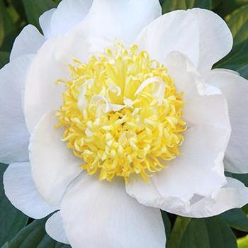 Paeonia lactiflora - Cheddar Pom Pom 