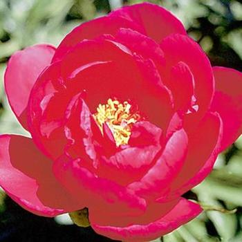 Paeonia hybrid - Coral Fay