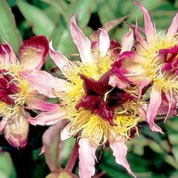 Paeonia lactiflora - Daisy Coronet