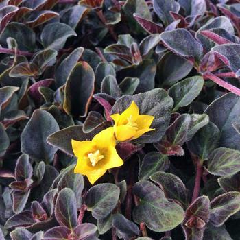 Lysimachia congestiflora - 'Midnight Sun' Creeping Jenny