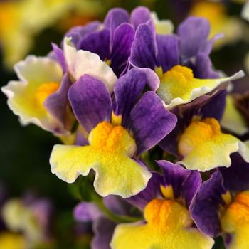 Nemesia hybrid - Escential™ Blueberry Custard