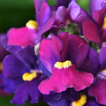 Nemesia hybrid - Escential™ Bumbleberry