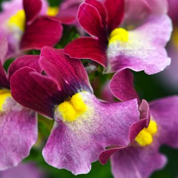 Nemesia hybrid - Escential™ Strawberry