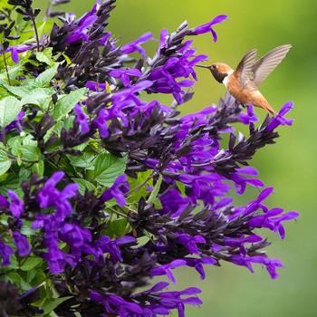 Salvia x guaranitica - Bodacious® 'Hummingbird Falls'