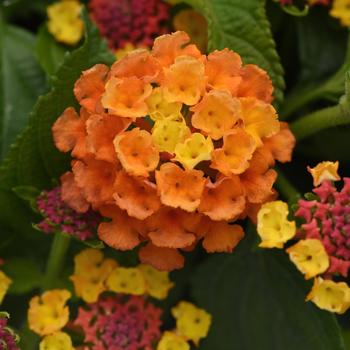 Lantana camara - Shamrock&trade; Orange Flame