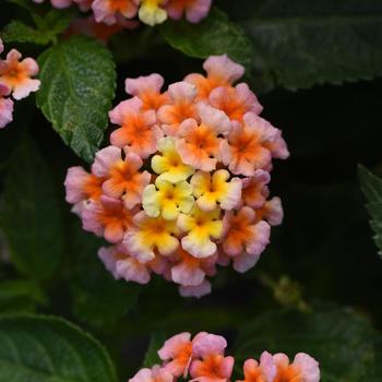Lantana camara - Shamrock&trade; Peach