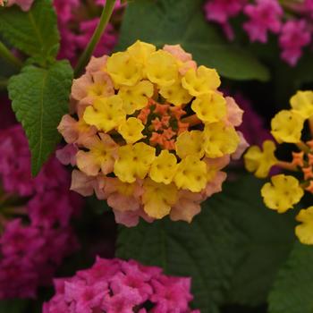 Lantana camara - Shamrock™ Rose