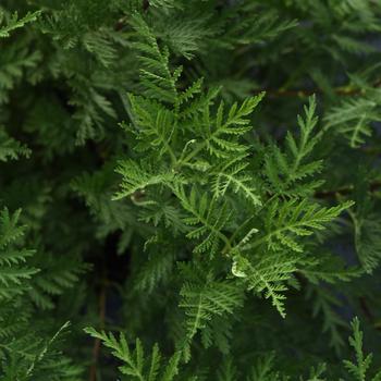 Artemisia gmelinii - SunFern™ Olympia