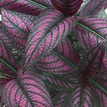 Strobilanthes dyerianus - Persian Shield