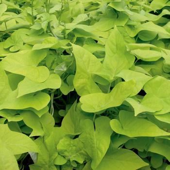 Ipomoea batatas - Marguerite