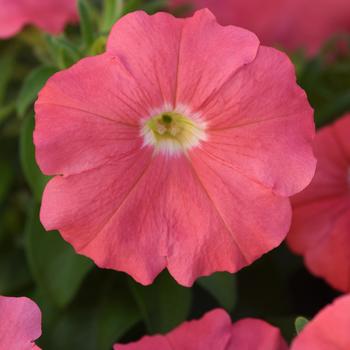 Petunia - Madness® 'Simply Improved' 