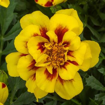 Marigold - French - Alumia™ Creme Brulee 