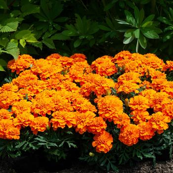 Marigold - French - Happy™ Orange