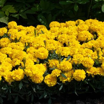 Marigold - French - Happy™ Yellow