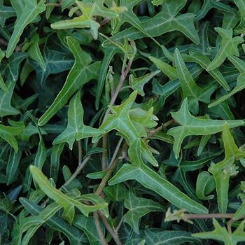 Hedera helix - 'Needlepoint'