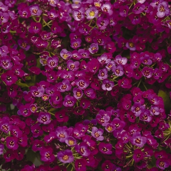 Alyssum Sweet - Clear Crystal Purple Shades