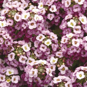 Alyssum Sweet - Clear Crystal Lavender Shades