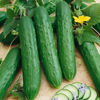 Cucumber - Pickling - Saladmore 