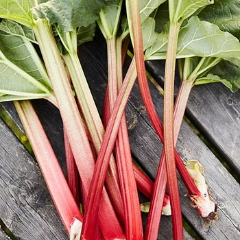 Rhubarb - Victoria