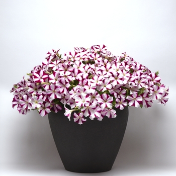 Petunia - Easy Wave - Easy Wave Burgundy Star