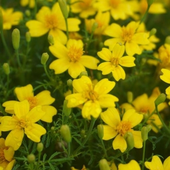 Marigold - Signata - Lemon Gem