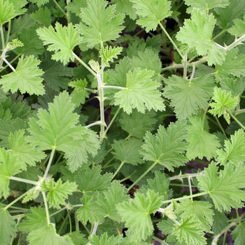 Geranium - Scented - Lemona