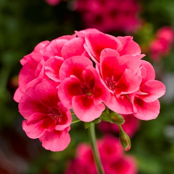 Geranium - Interspecific - Calliope Large Rose Mega Splash