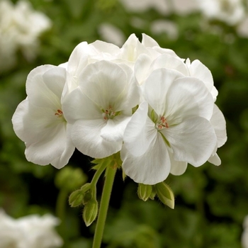 Geranium - Interspecific - Calliope Medium White