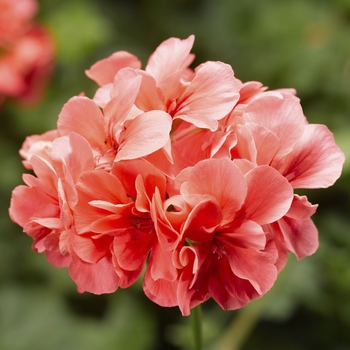 Geranium - Ivy - Ivy League Salmon