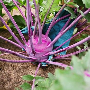 Kohlrabi - Vienna Early Purple