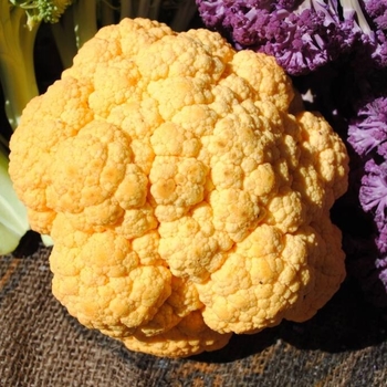 Cauliflower - Cheddar