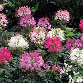 Cleome - Queen Mix