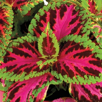 Coleus - Rainbow Color Pride 